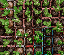 Seedlings