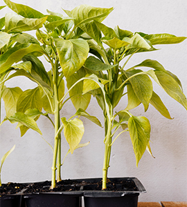 Chillies
