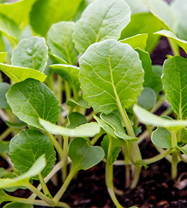 Chinese Cabbage