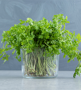 Coriander