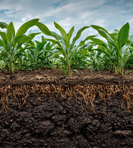 Sweet Corn
